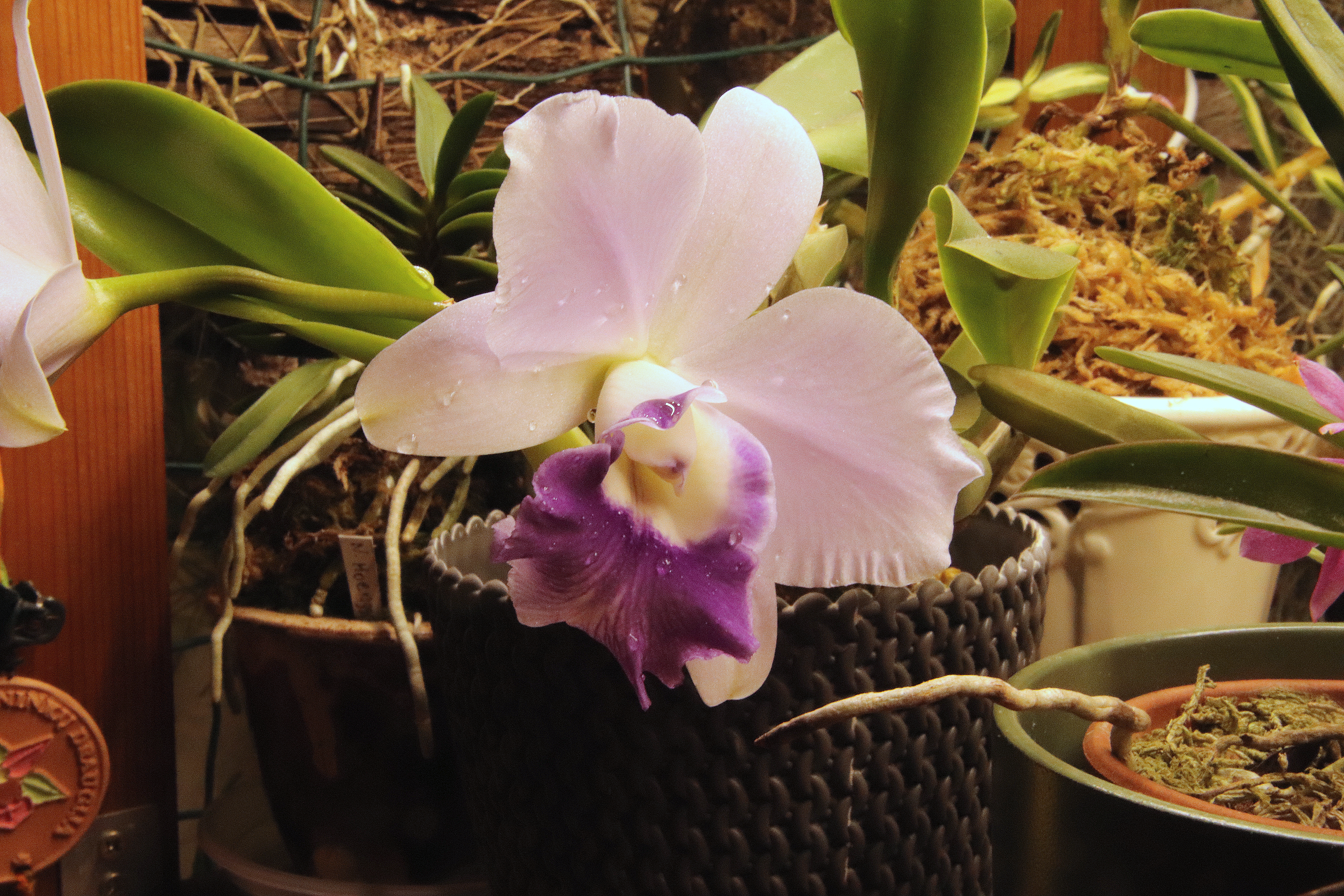 L. c. Mini purple var. coerulea.JPG