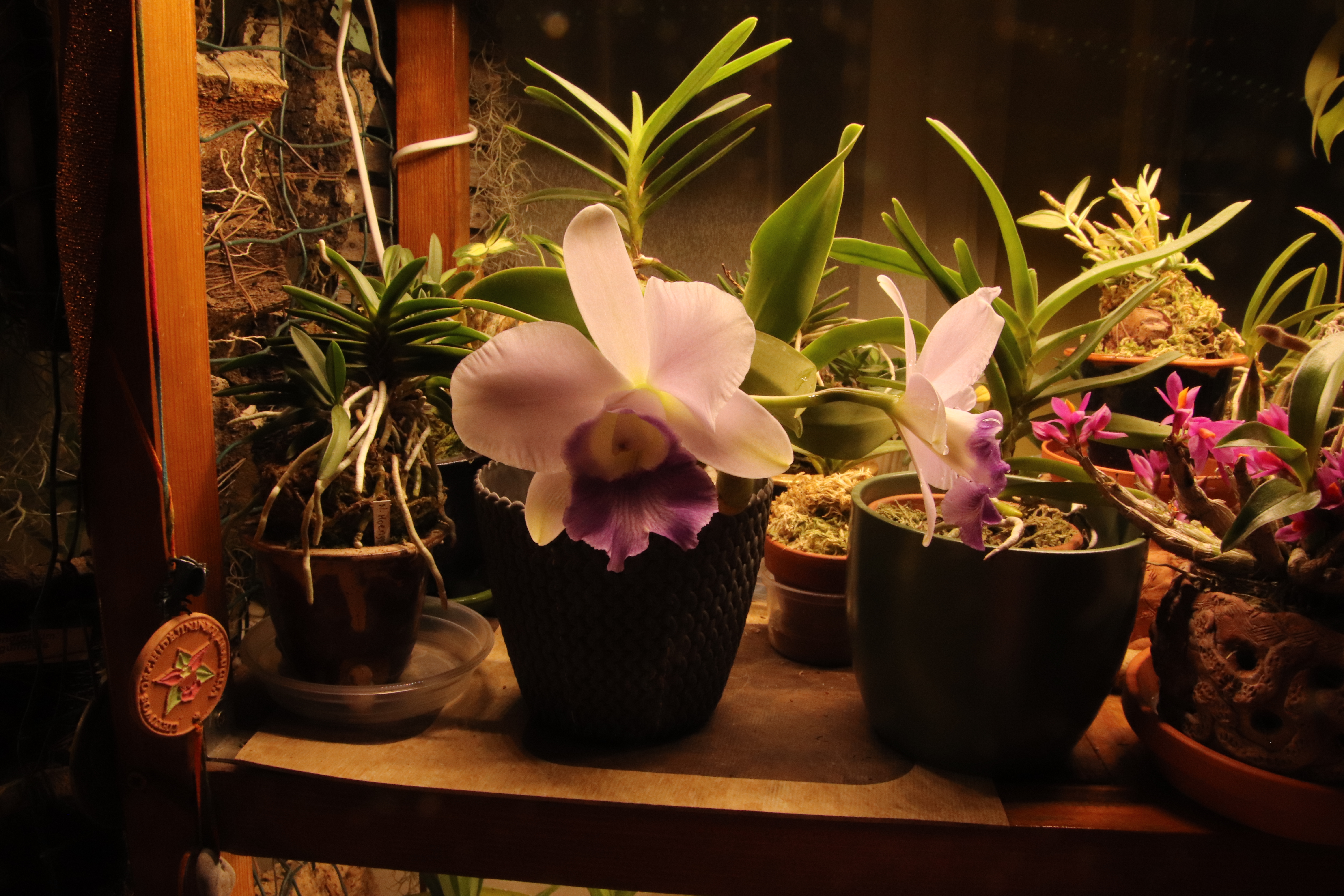 L. c. Mini purple var. coerulea'23.10.JPG