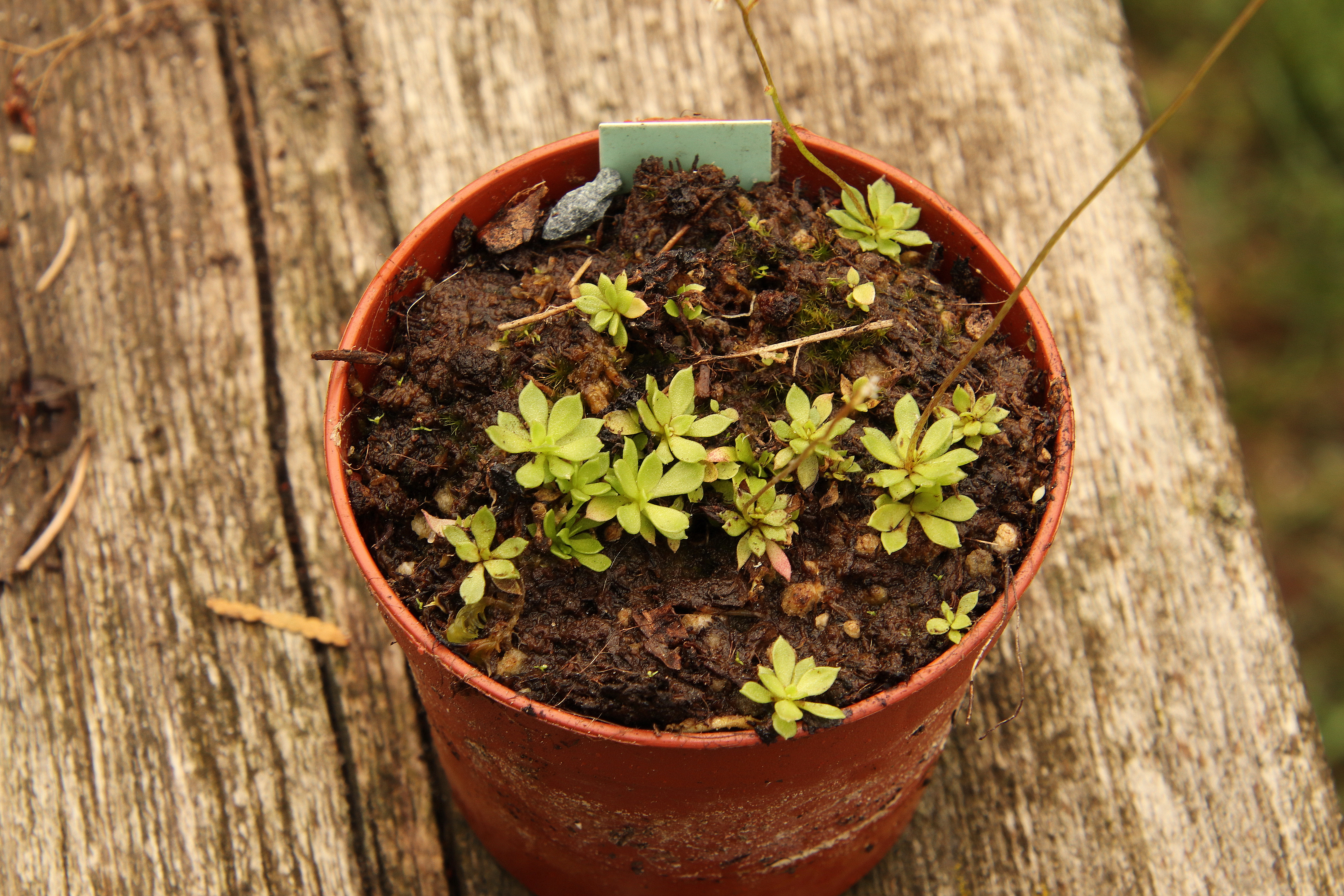 Stylidium debile'23.08.27..JPG