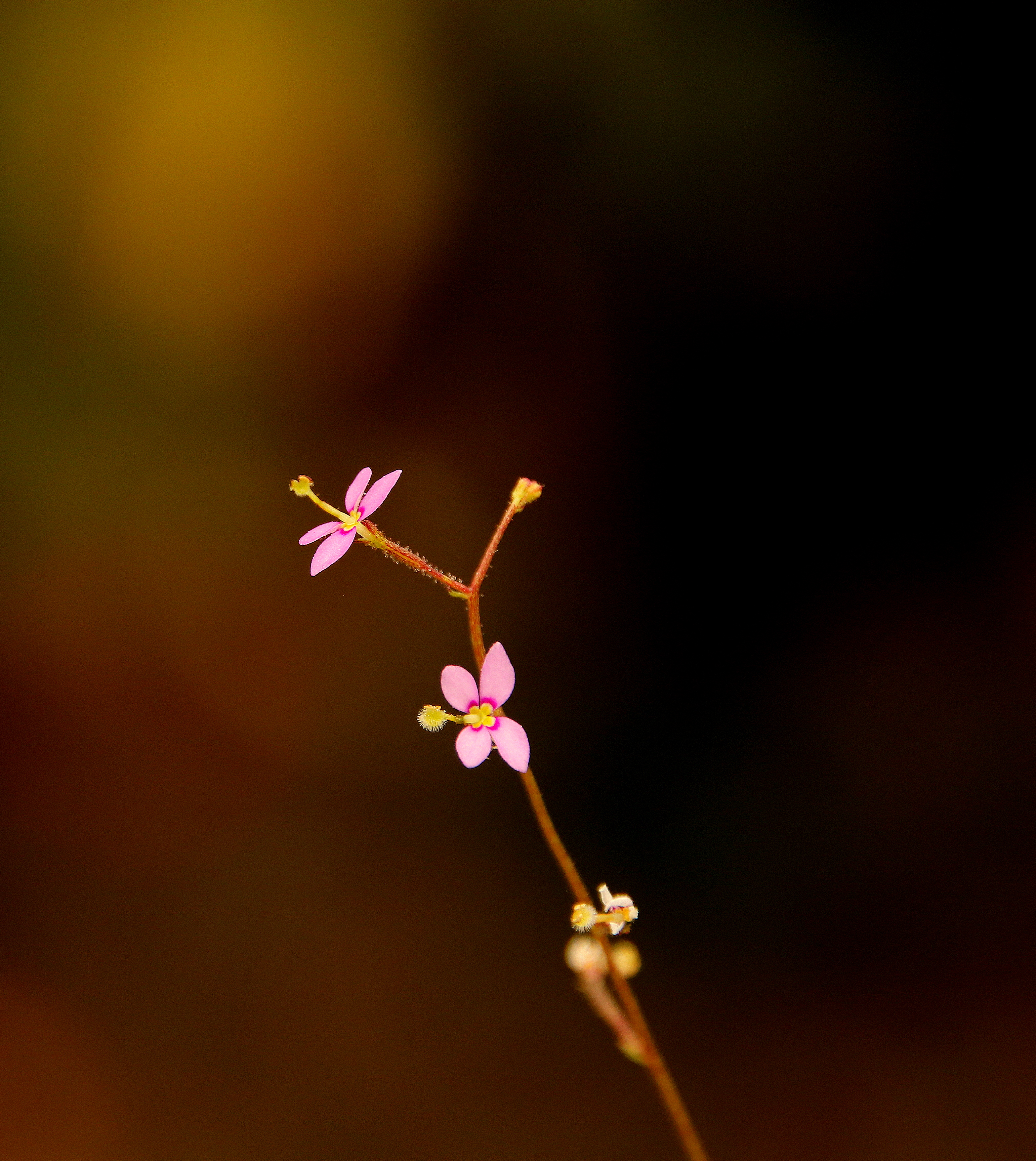 Stylidium debile'23.08.27.JPG