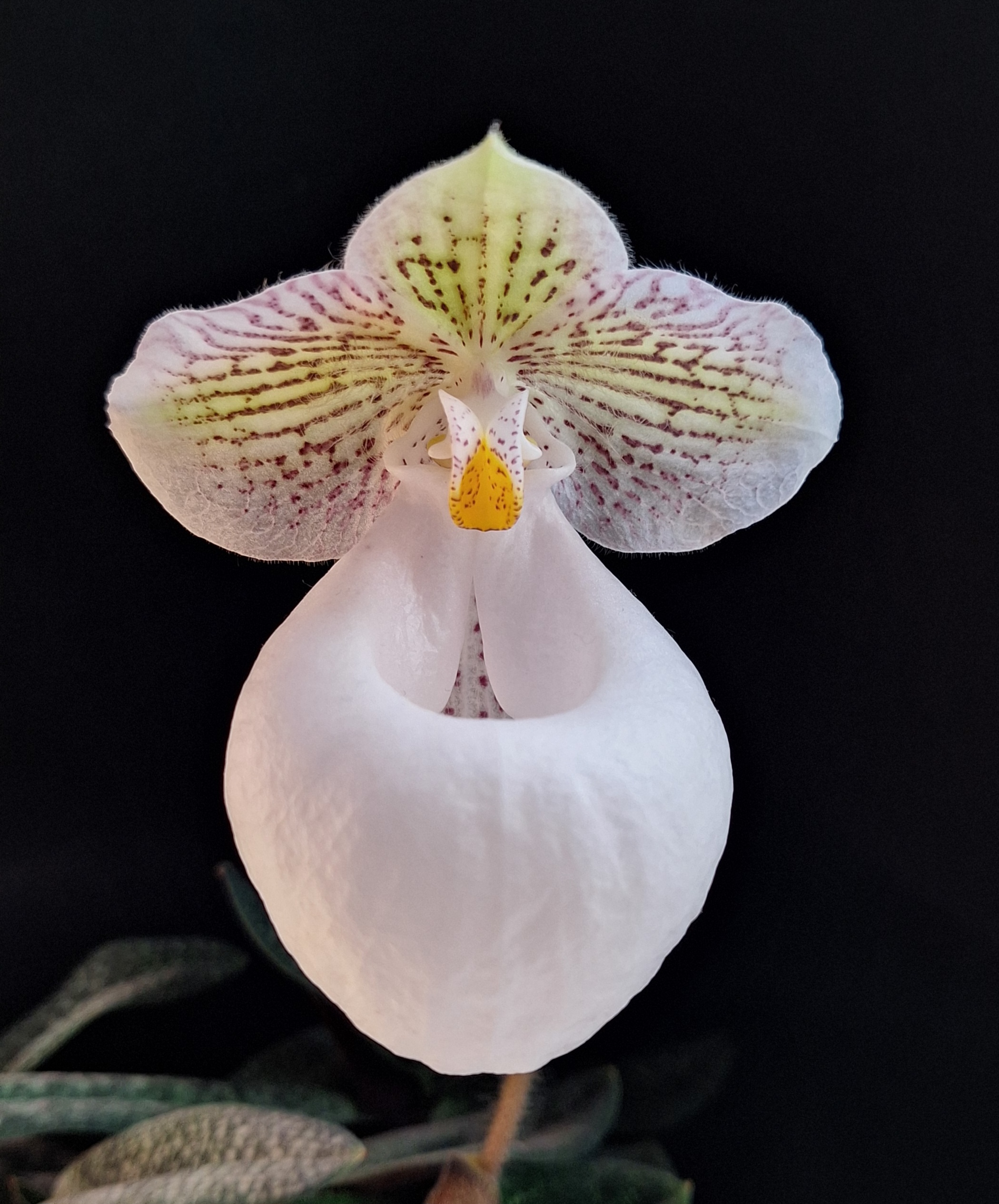 Paphiopedilum micranthum var. eburneum