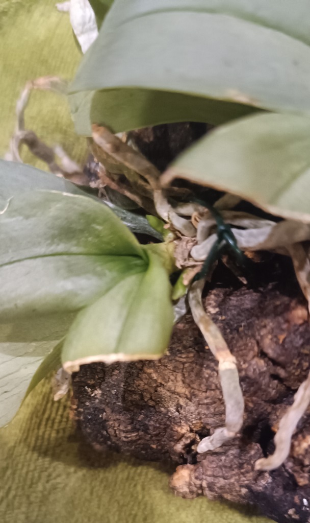 231213 Phal. parishii.jpg