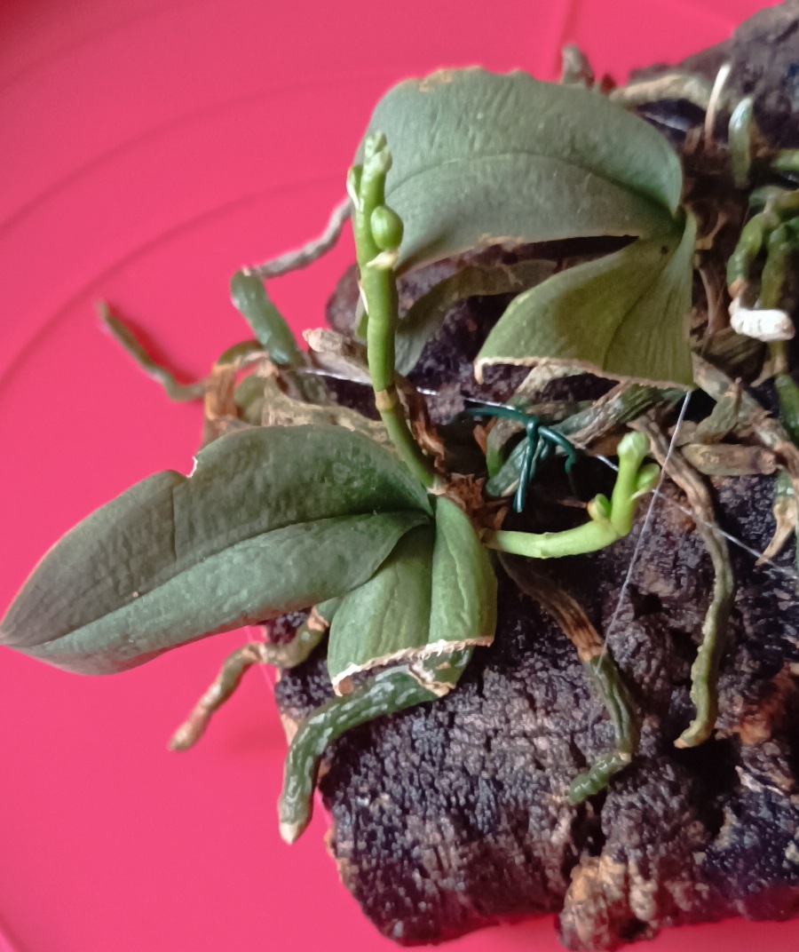 240214 Pahaenopsis parishii 01.jpg