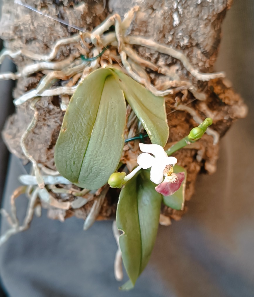 240310 Pahaenopsis parishii 02.jpg