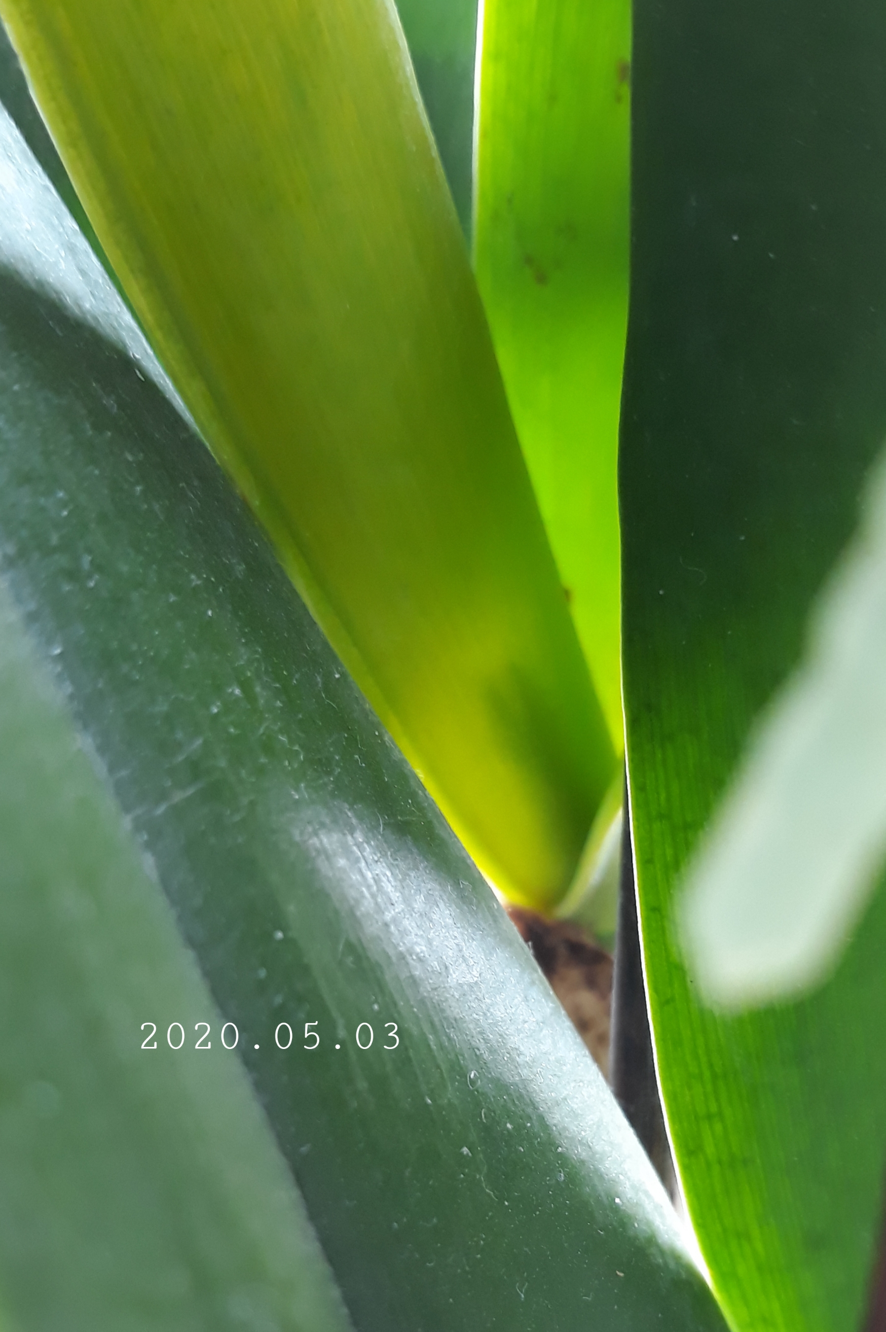 20200503_110854.jpg