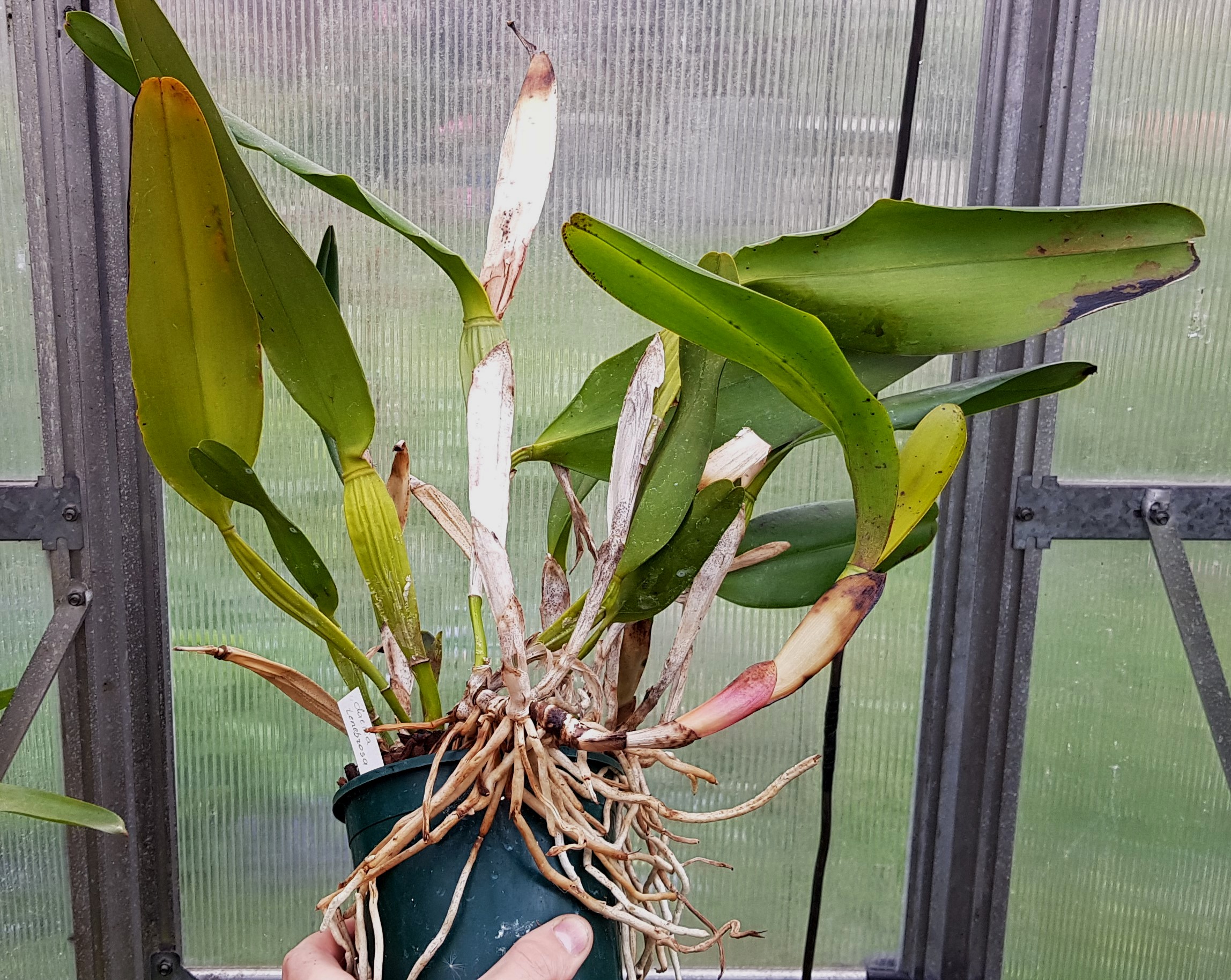 Cattleya tenebrosa (1).jpg