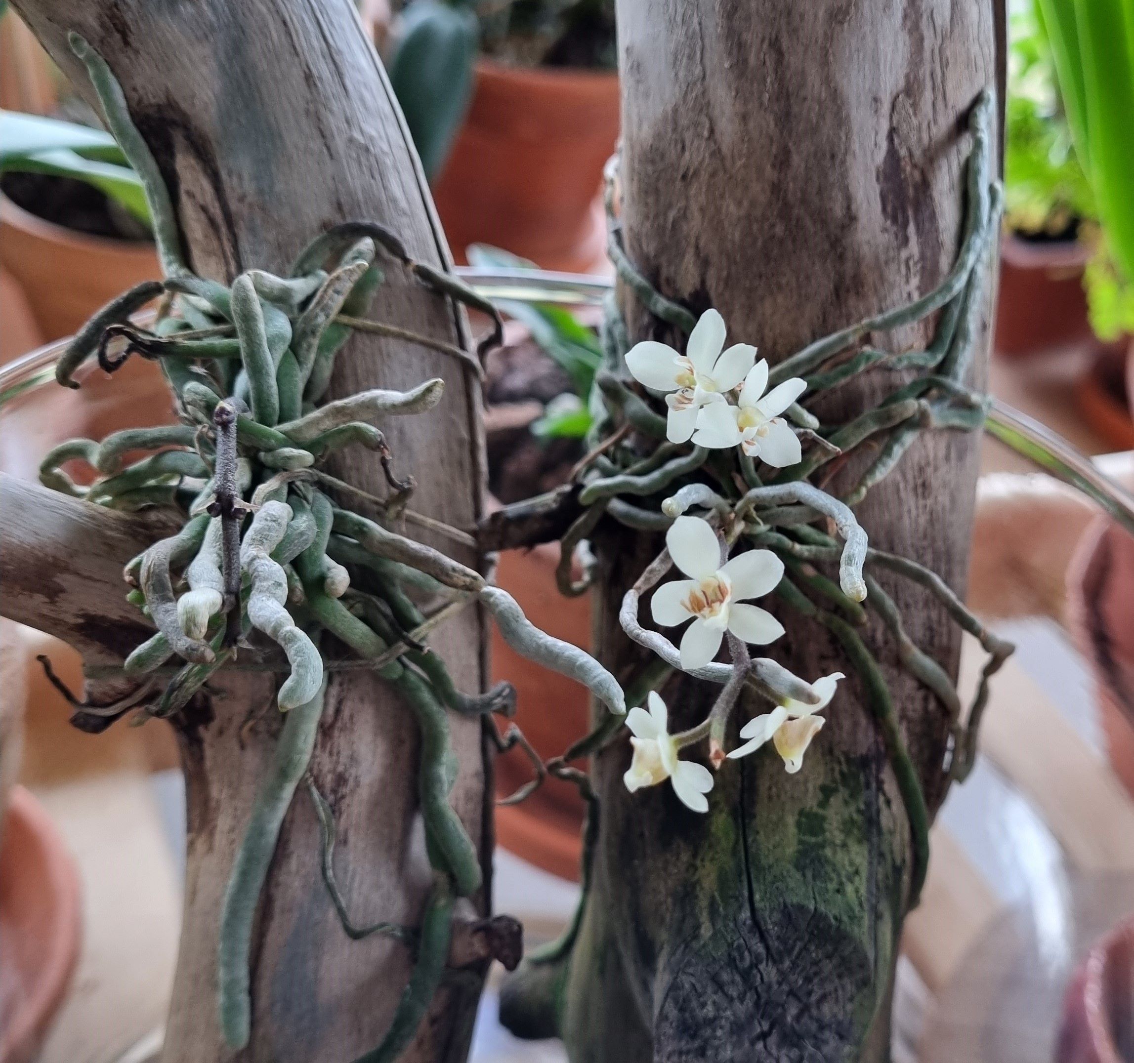 20240329_Chiloschista exuperei.jpg