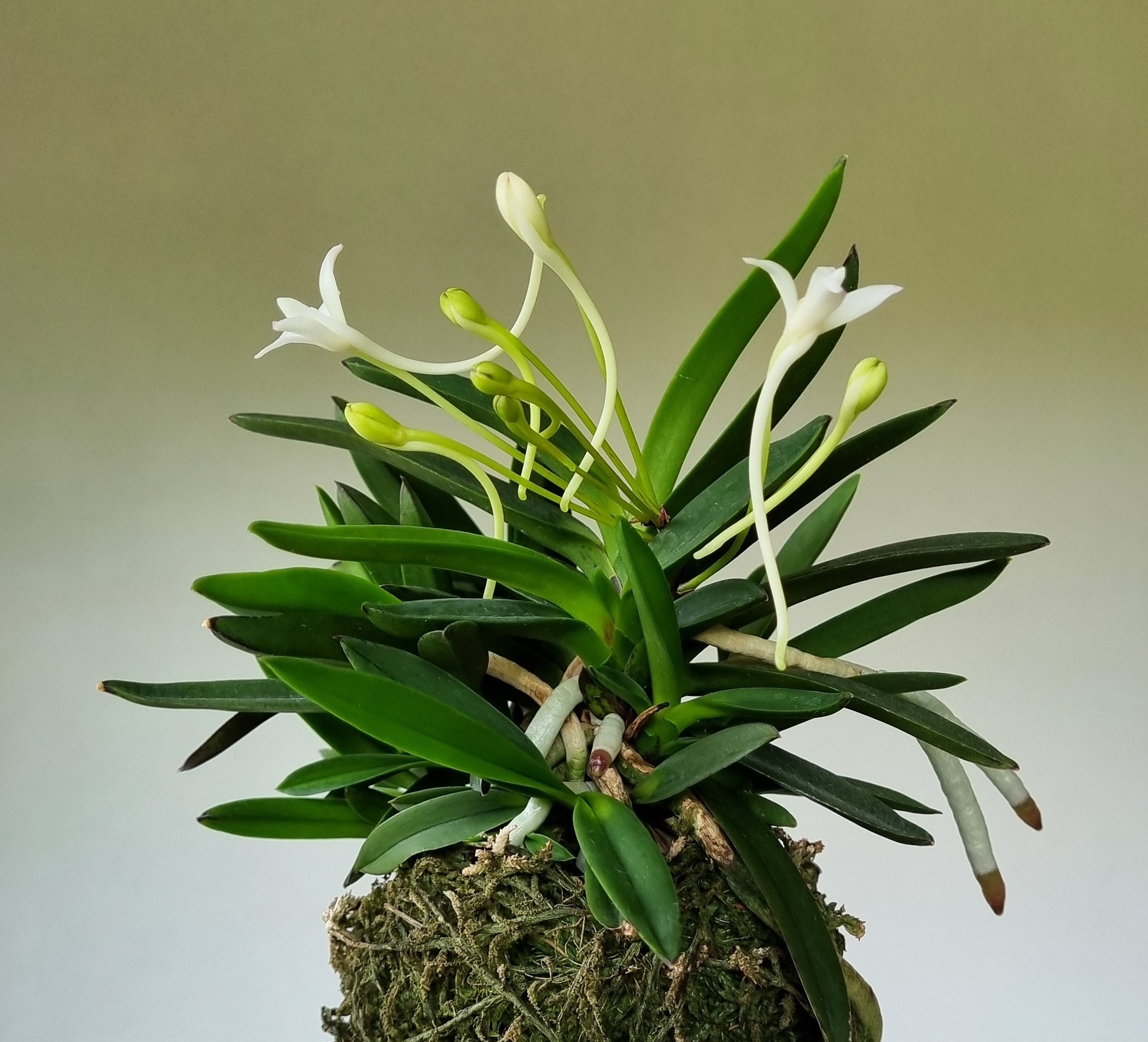 20240614_ Neofinetia gal Suae.jpg