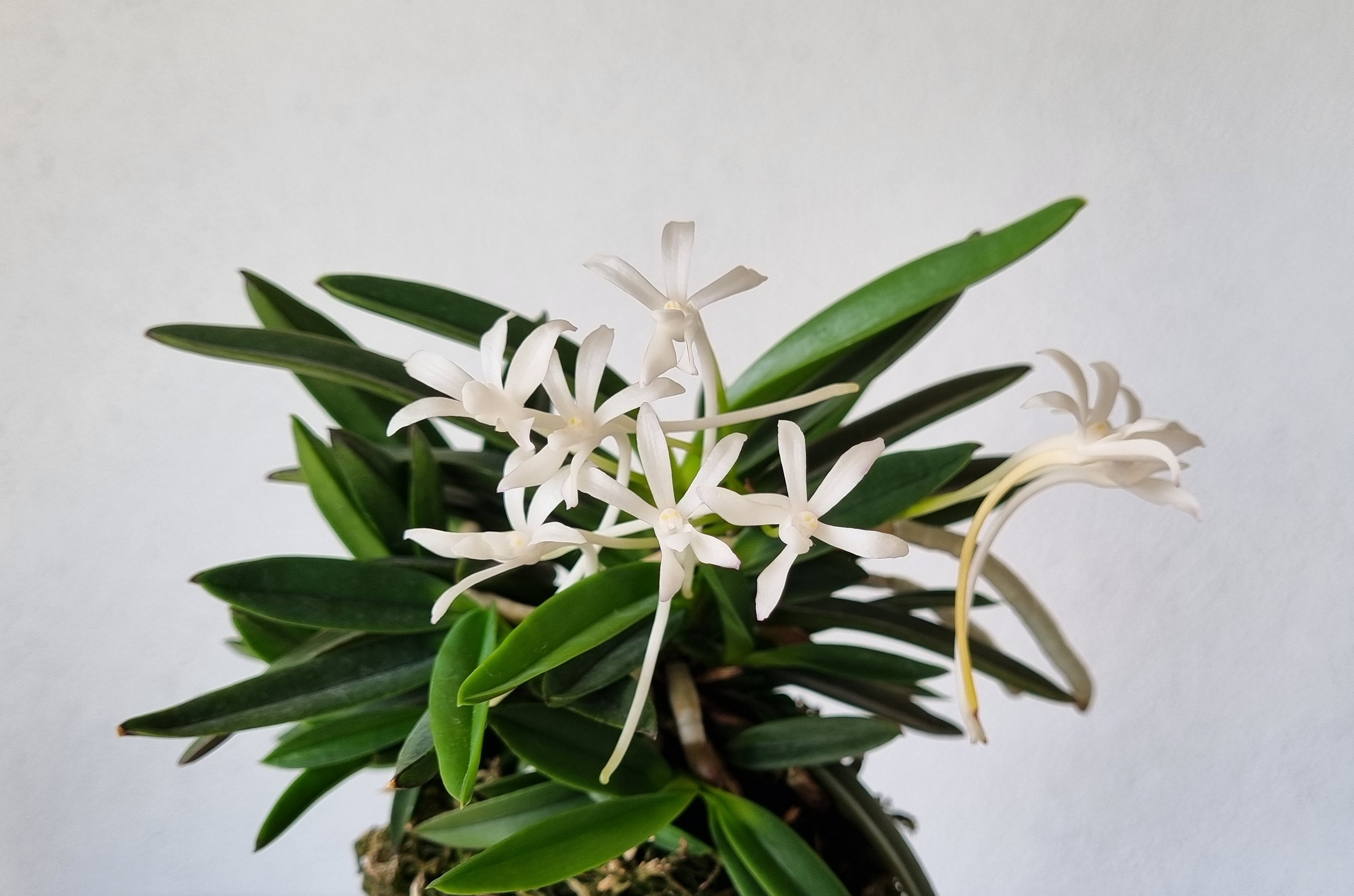 20240614_ Neofinetia gal Suae2.jpg