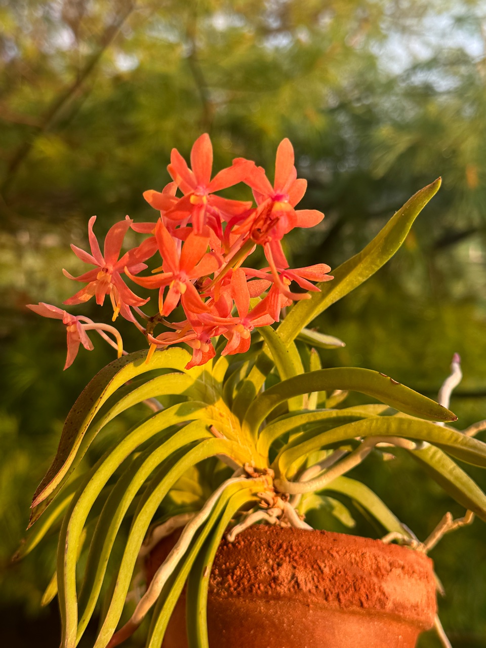 Ascofinetia Peaches