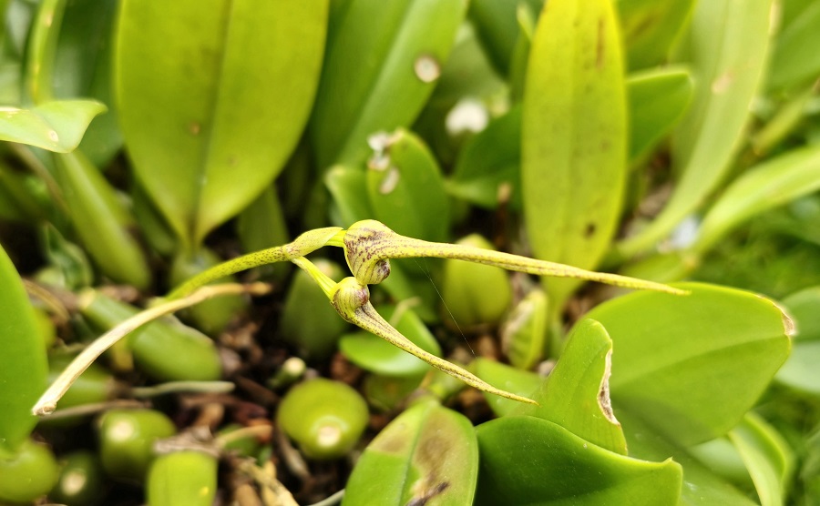 Bulbophyllum ornatissimum
