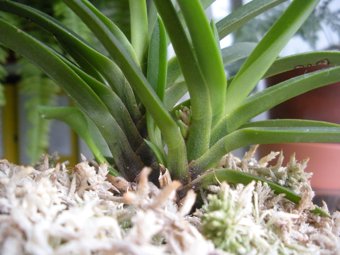 Neofinetia.JPG