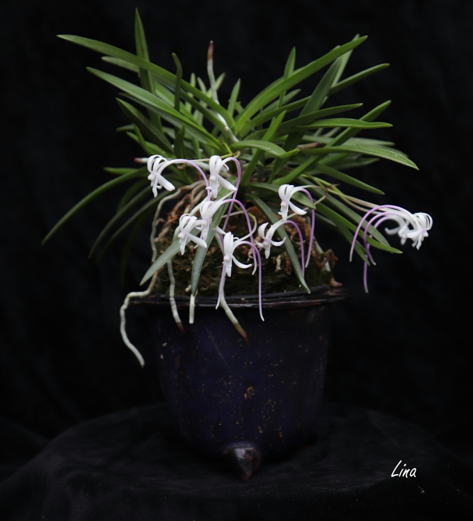 Neofinetia falcata (Dongcheonhong) 東天紅 Toutenkou'20.05.24.jpg