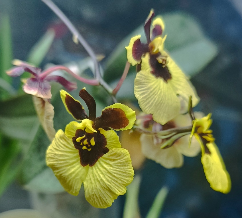 241106 Tolumnia Jairak Firm 'Lion'.jpg