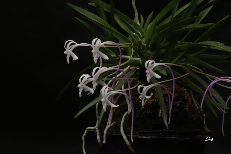 Neofinetia falcata (Dongcheonhong) 東天紅 Toutenkou'20.05.jpg