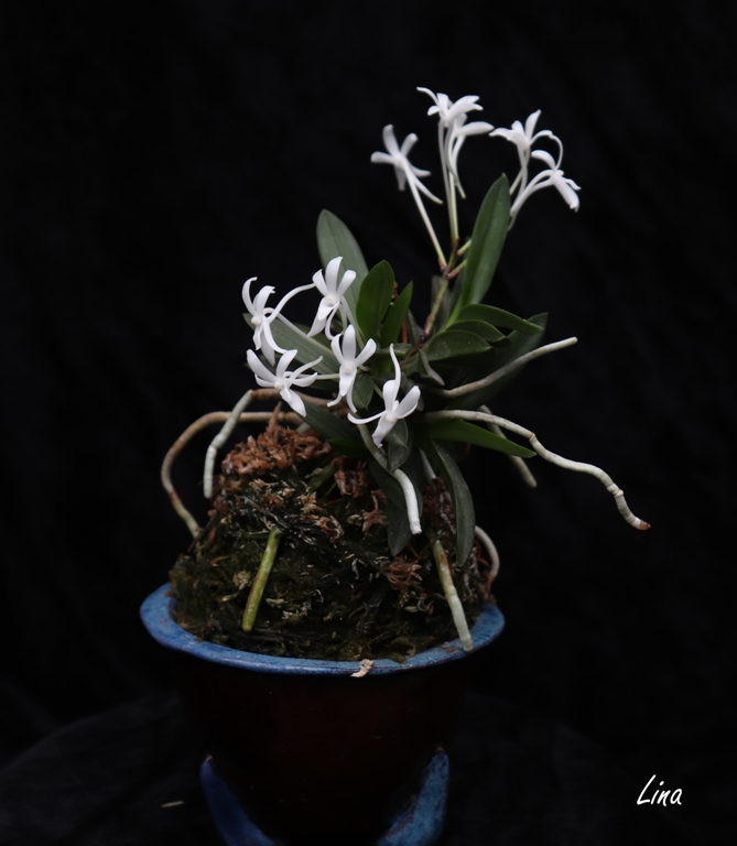 Neofinetia falcata 'Oonami Seikai' 大波青海 (Jukai)20.05..jpg