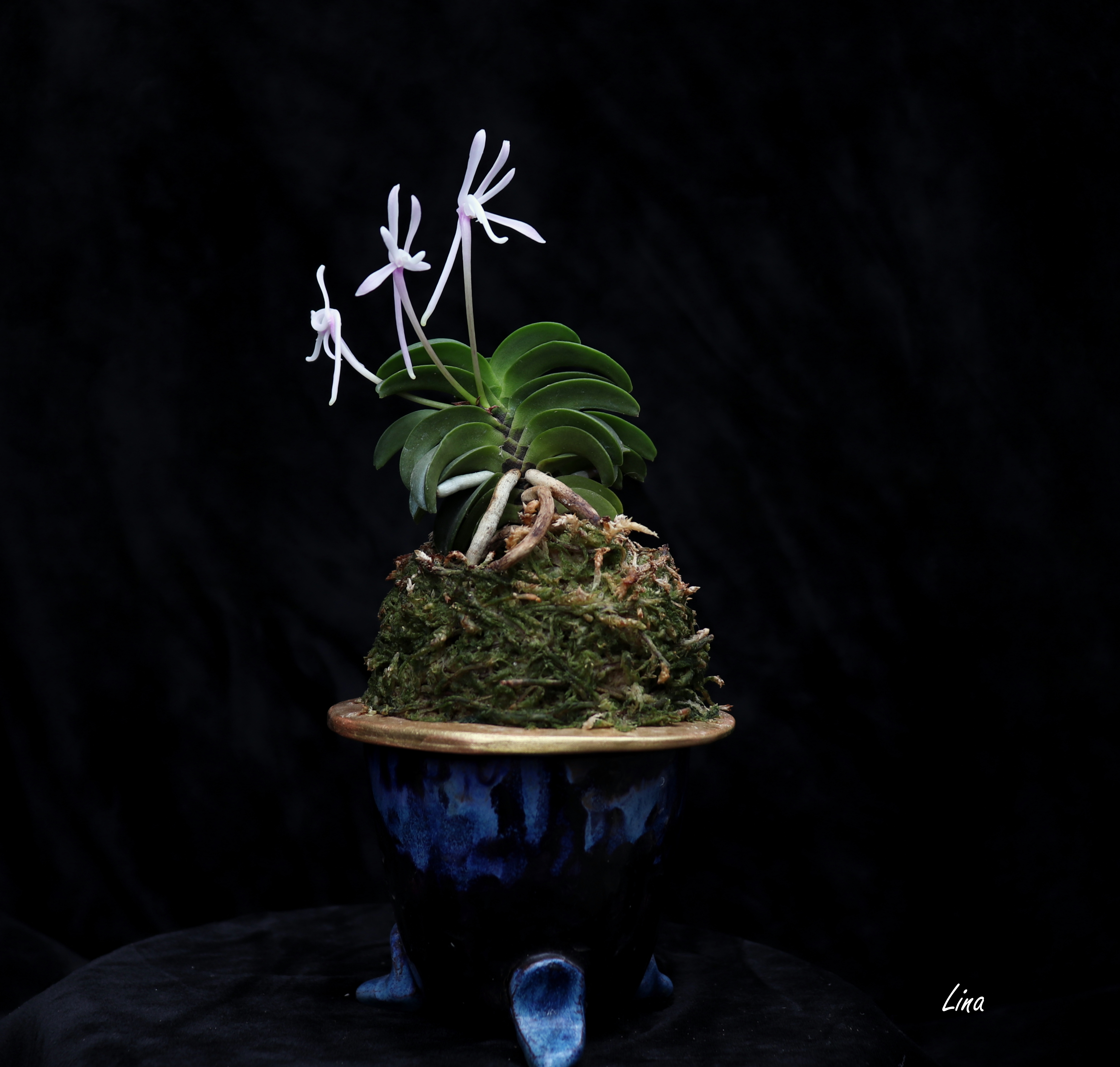 Neofinetia falcata 'Seikai' 青海'20.05.24.jpg