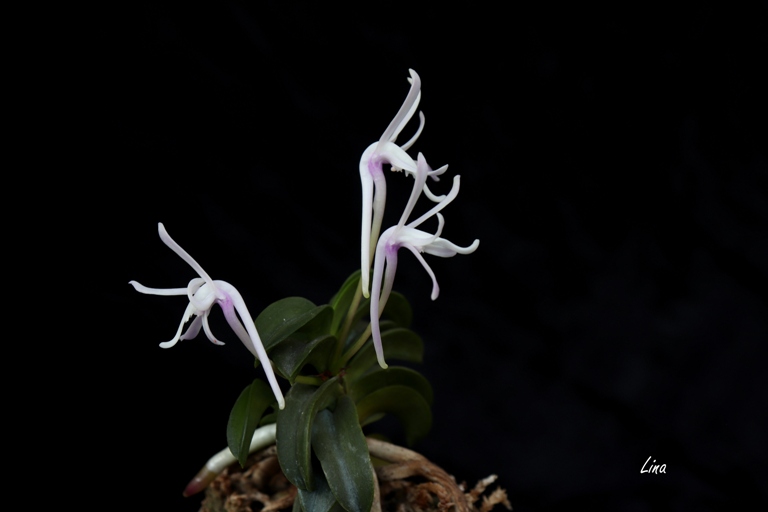 Neofinetia falcata 'Seikai' 青海'20.05.jpg