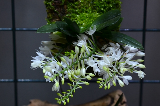 Aerangis hyaloides