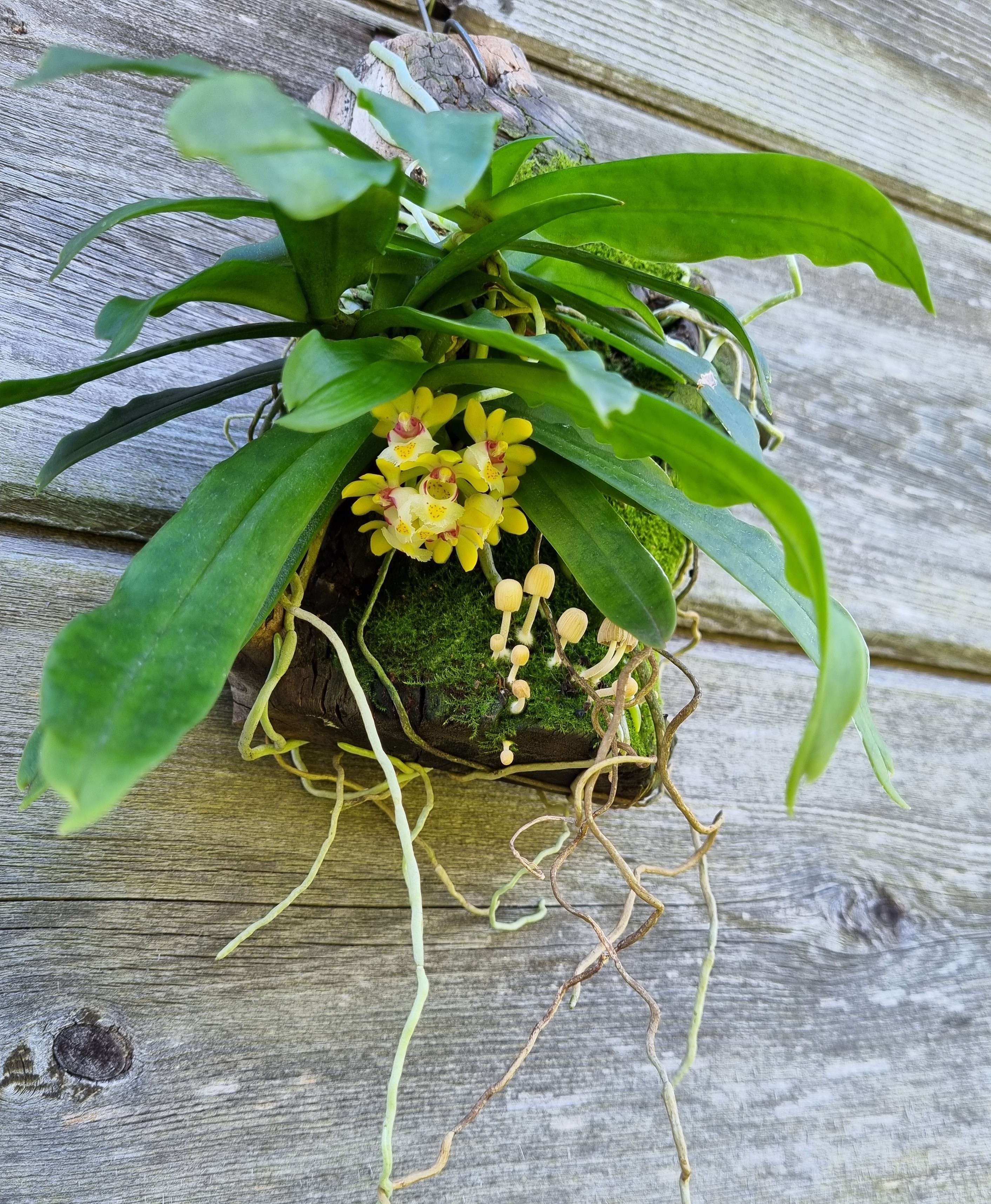20241012_Gastrochilus japonicus2.jpg