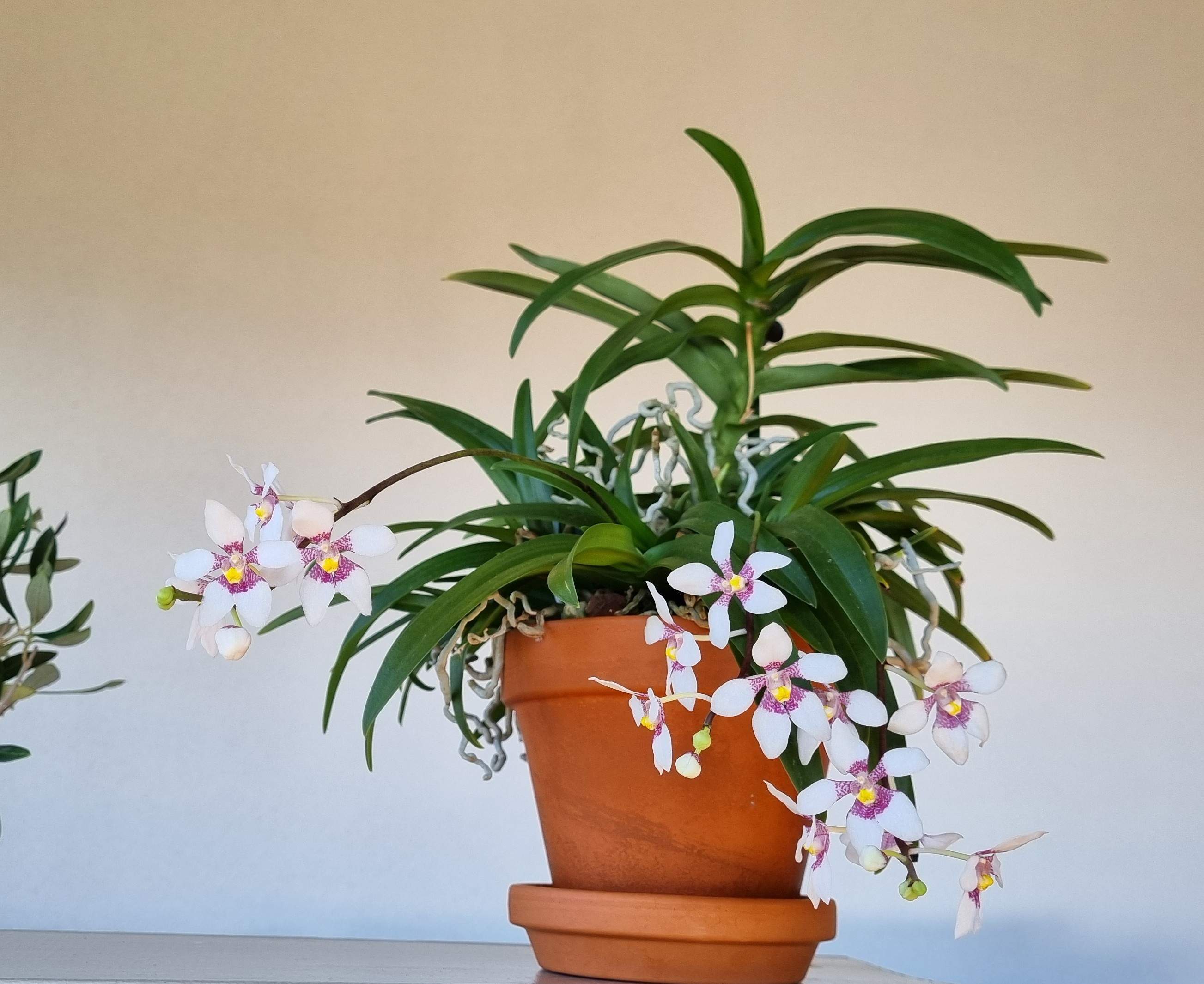 20250402_Sarcochilus fitzgeraldii.jpg