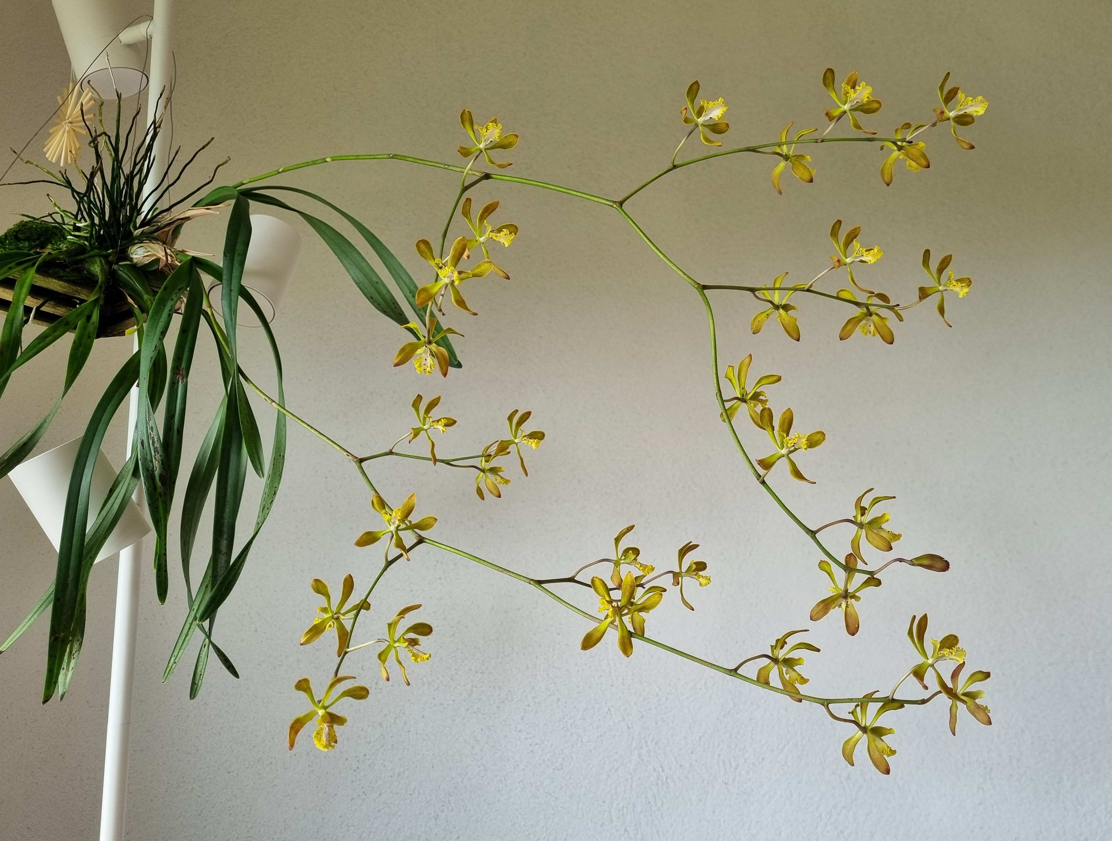 20250711_Encyclia Alata.jpg