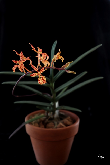 Renanthera monachica'20.03.jpg