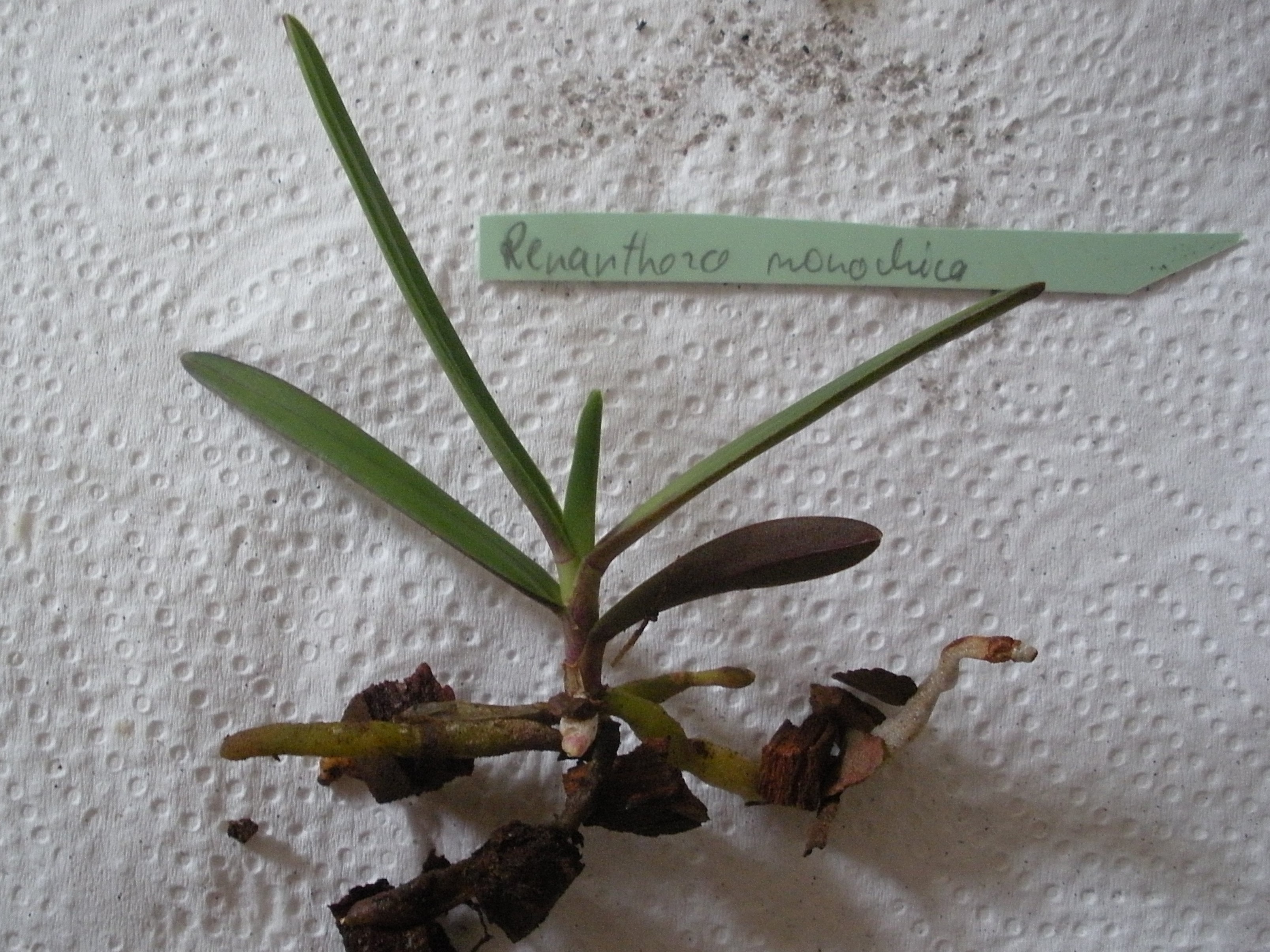 Renanthera monachica.jpg