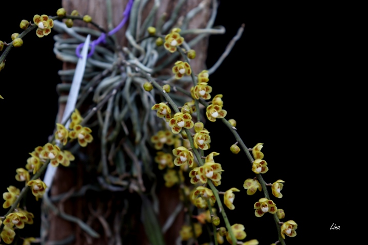 Chiloschista viridiflava'20.07.jpg
