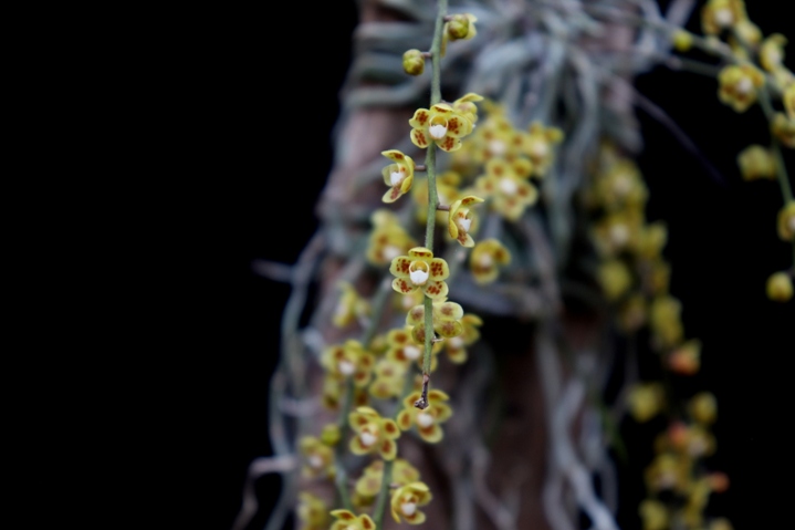 Chiloschista viridiflava'20.08.jpg