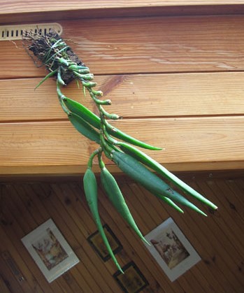 Epidendrum parkinsonianum (1) copy.jpg