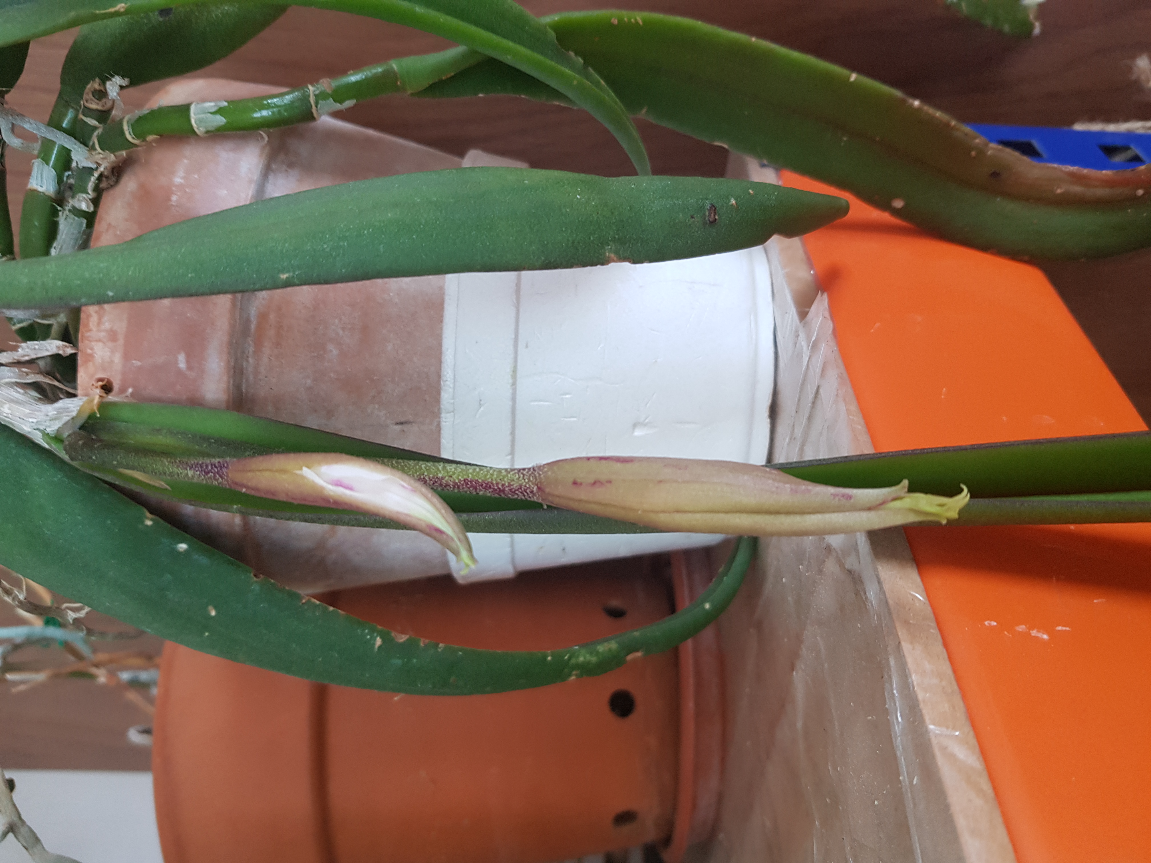 20190616_103916.jpg