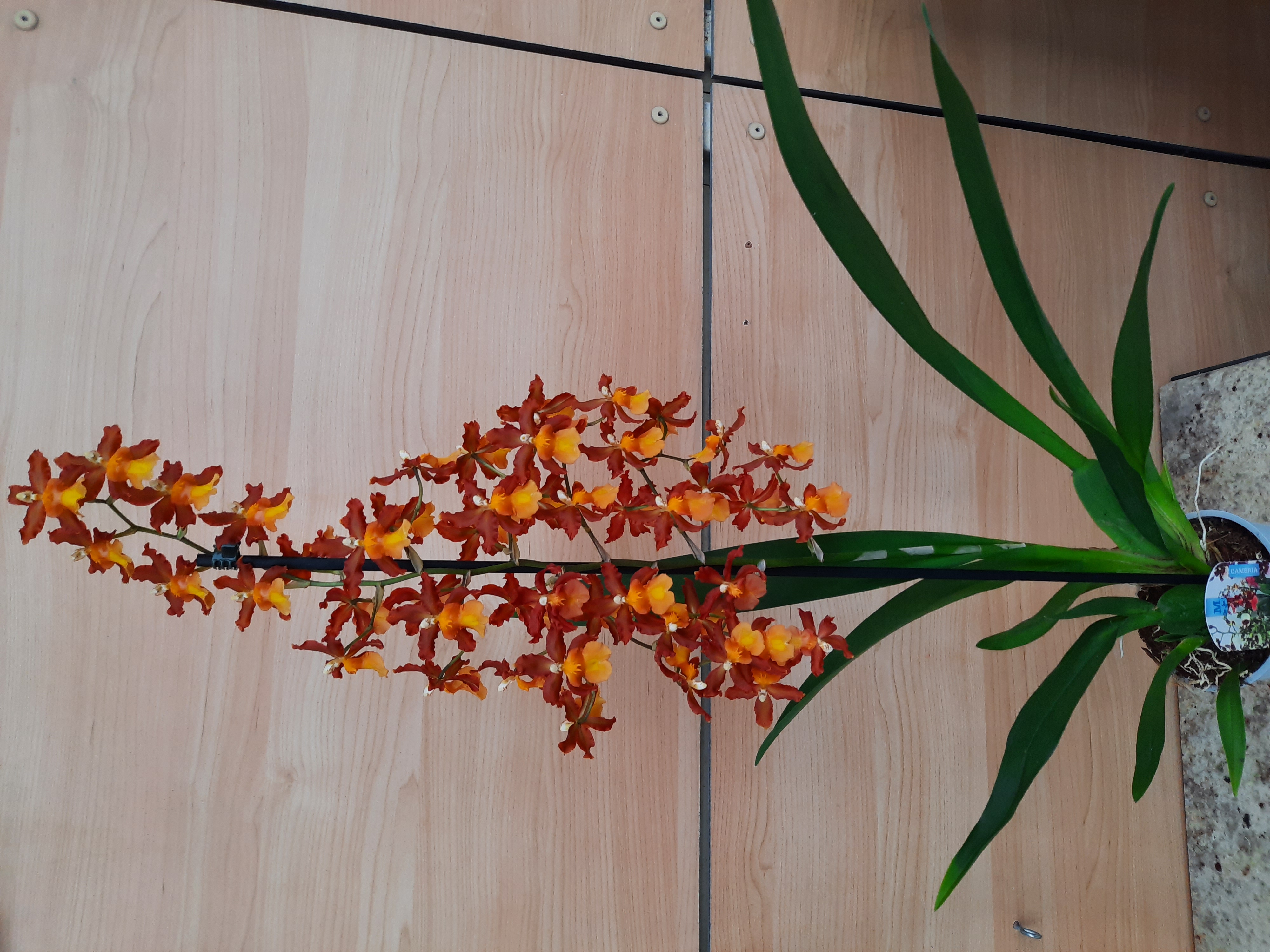 20201028_120545.jpg