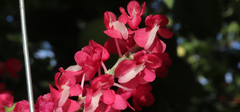dyakia hendersoniana.jpg