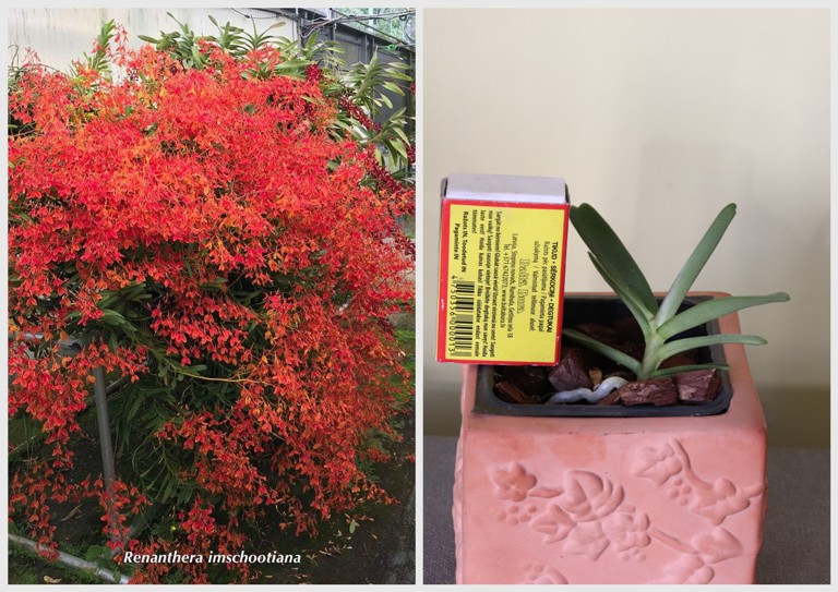 renanthera imschootiana.jpg