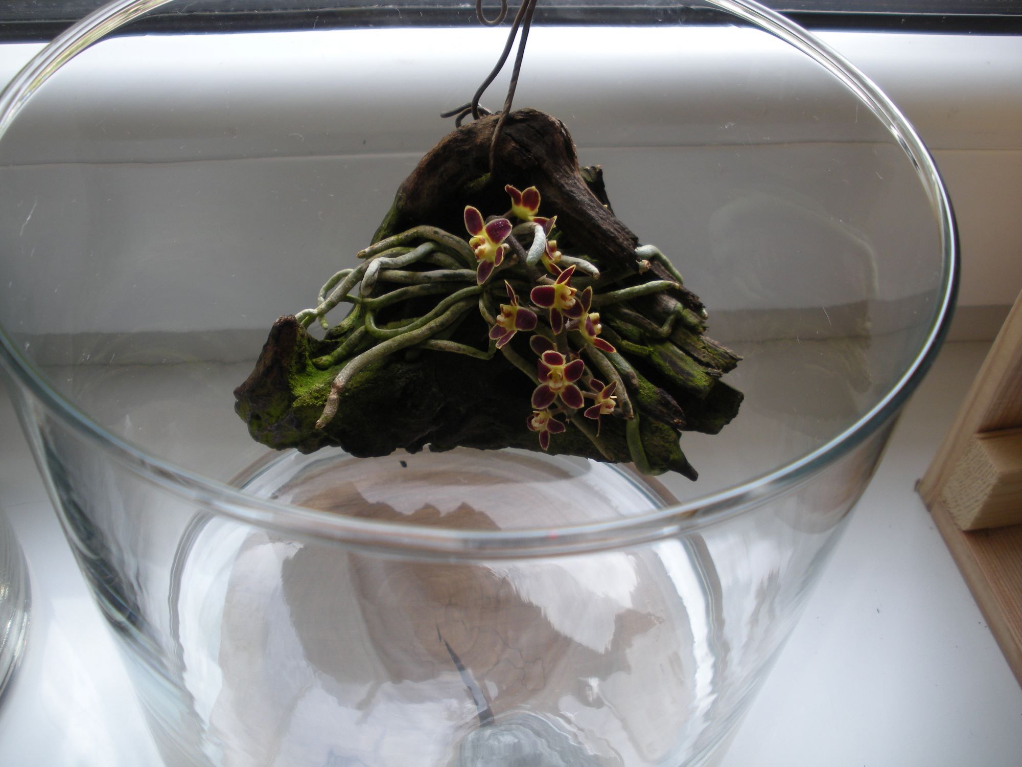 Chiloschista lunifera4.JPG