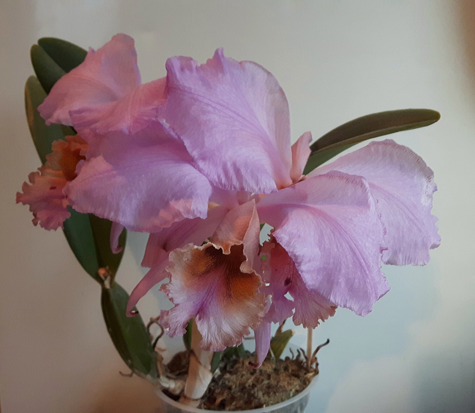 2018-07-03_09-07-16.jpg