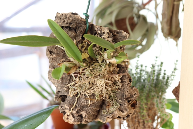 Laelia aurea'20.04 (1).JPG