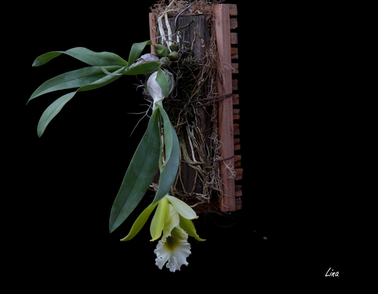 Encyclia mariae x citrina'20.06.02.jpg