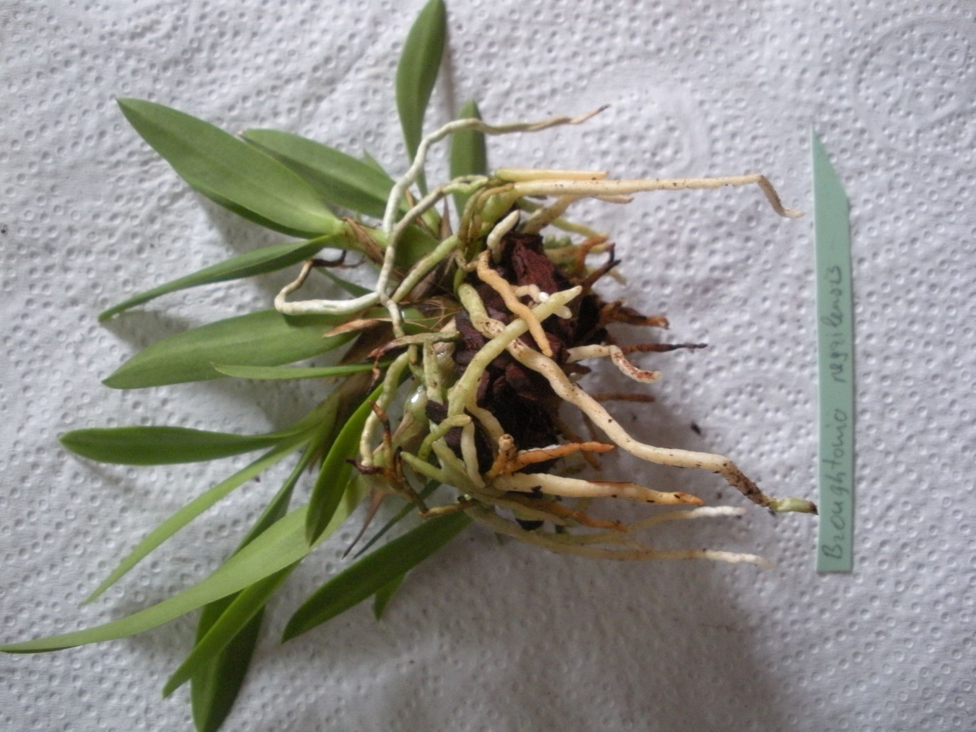 Broughtonia negrilensis1.JPG