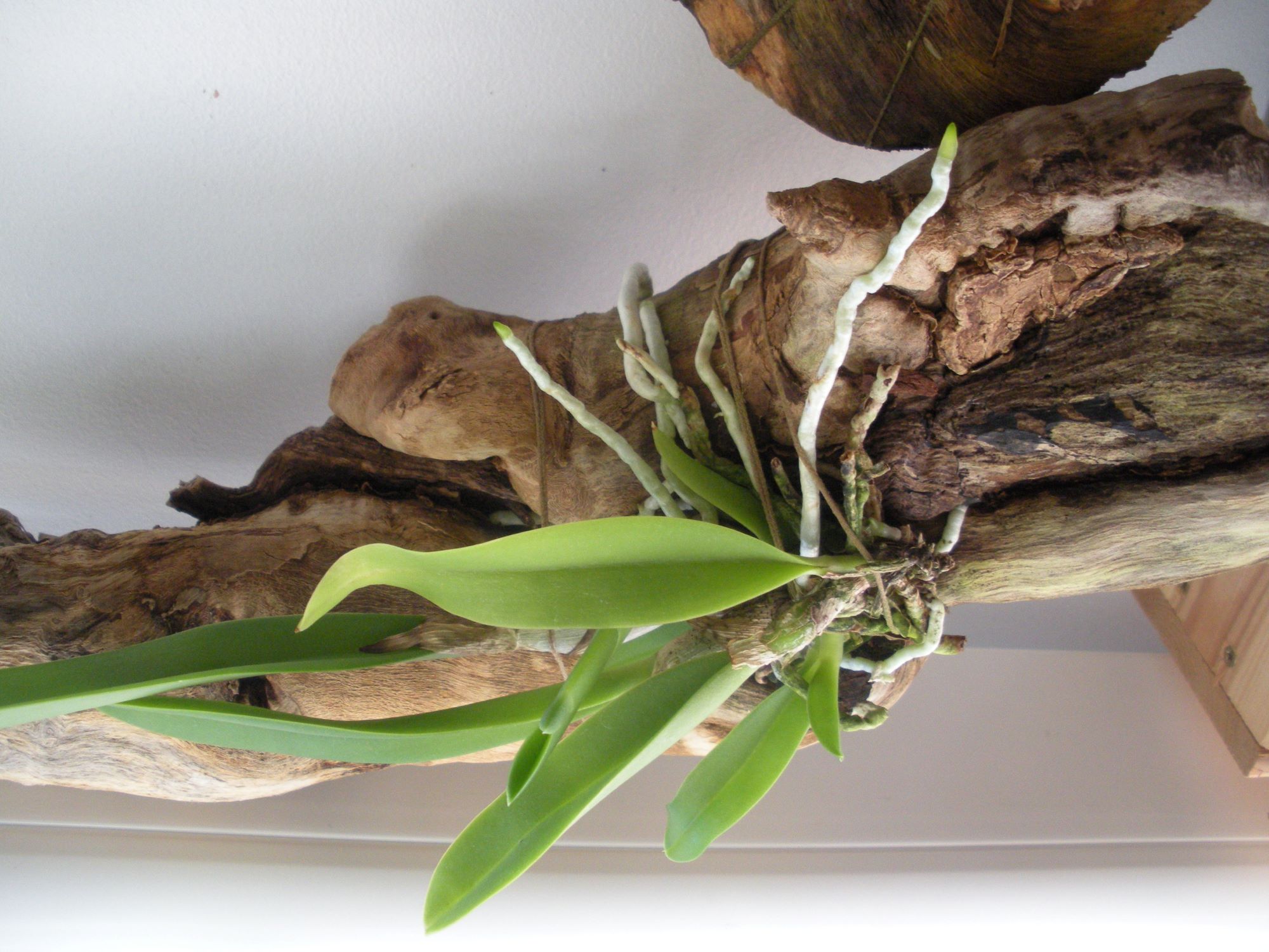Laelia jongheana4.JPG