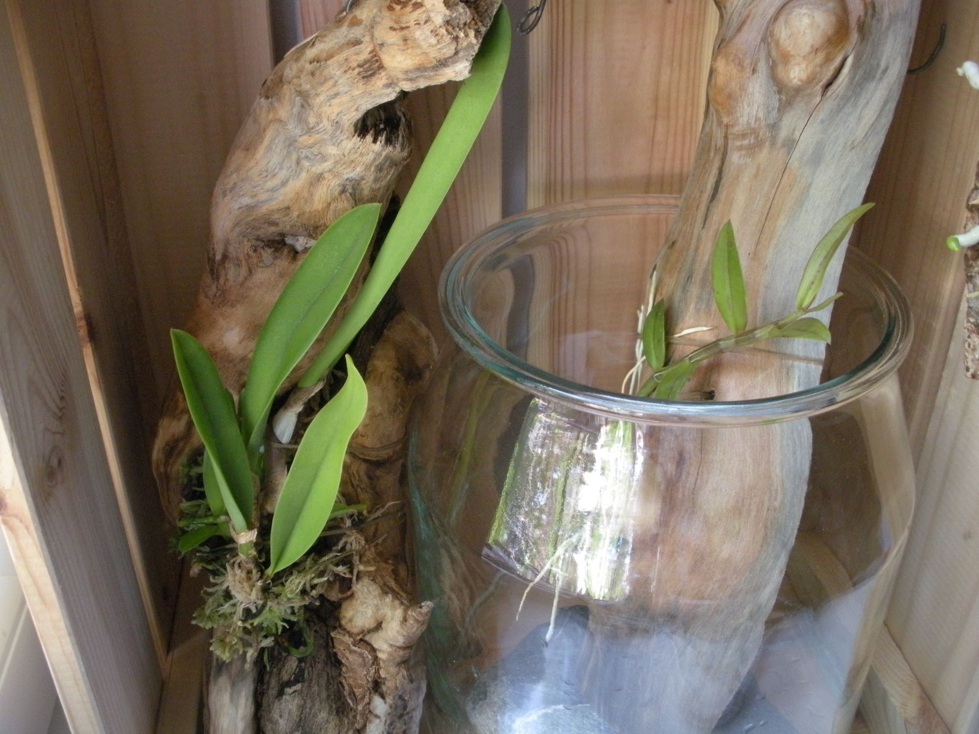 Laelia jongheana3.JPG
