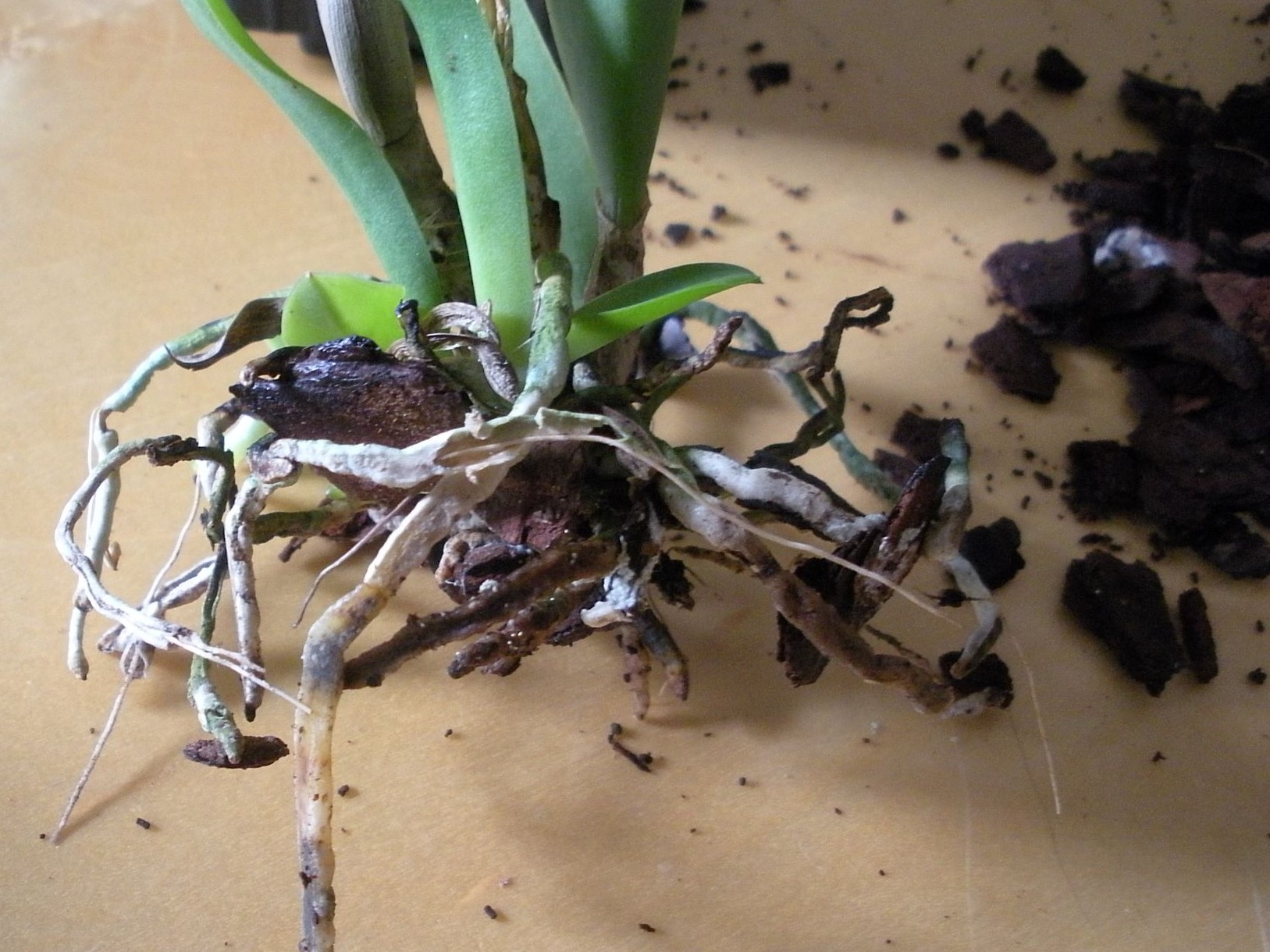 Laelia jongheana2.jpg