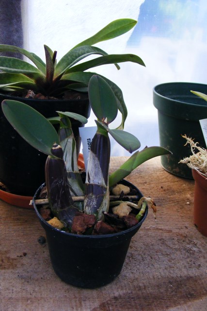 Schomburgkia tibicinis'2014.JPG