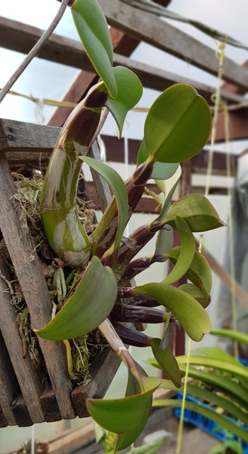 Myrmecophila tibicinis..jpg