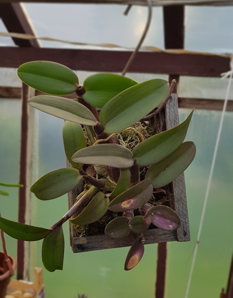 Myrmecophila tibicinis.jpg