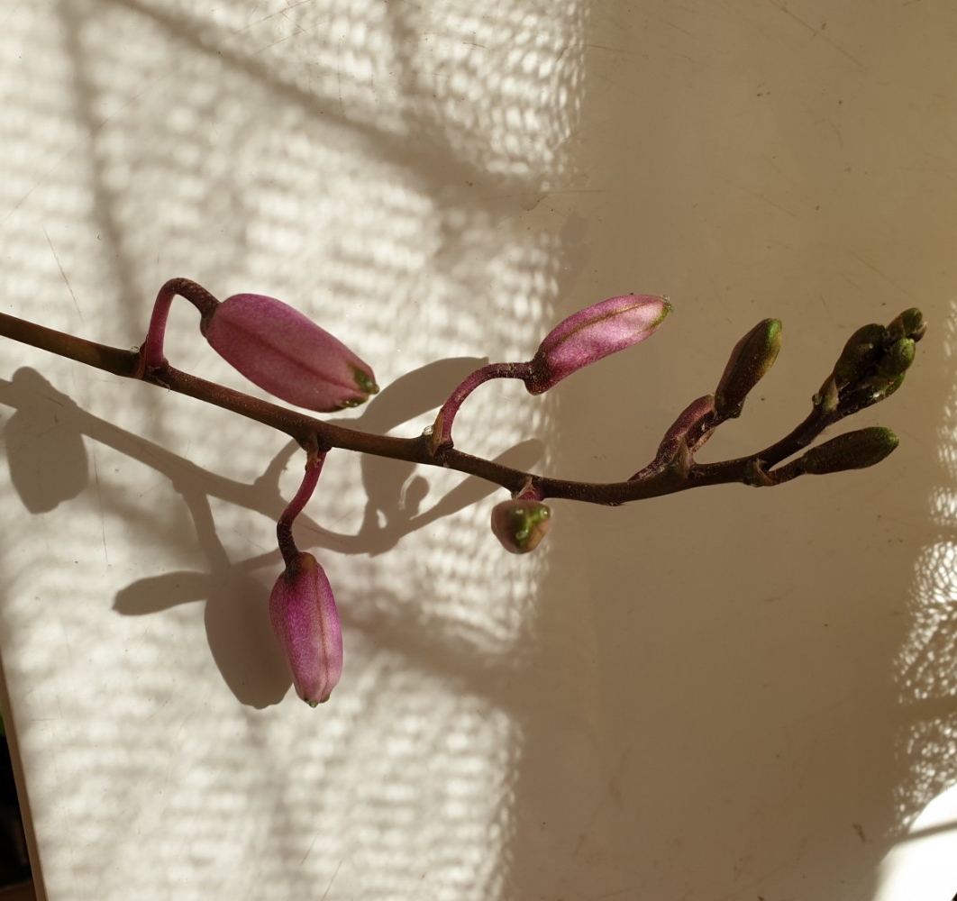 20200410_120048.jpg