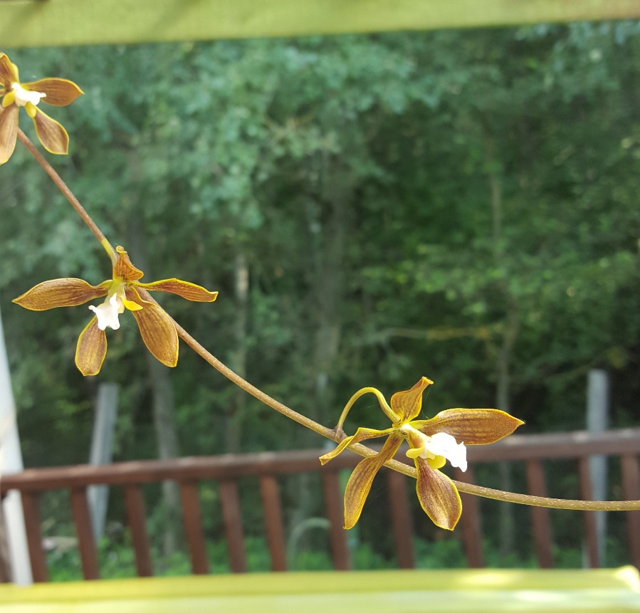 Encyclia tampensis.jpg