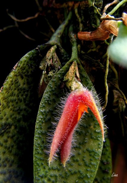 Acianthera melanochthoda (sin. Pleurothallis melanochthoda)''16.jpg