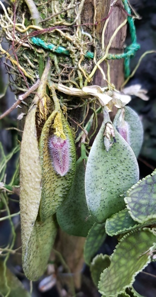 Acianthera melanochthoda.jpg
